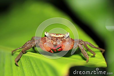 Rainforest Canopy Crab Stock Photo
