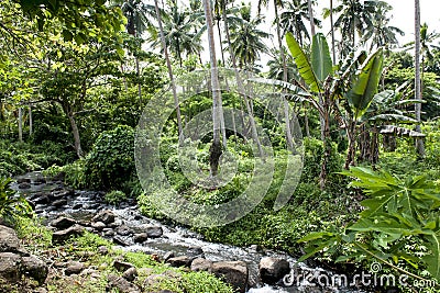 Rainforest on Cook Islands Stock Photo