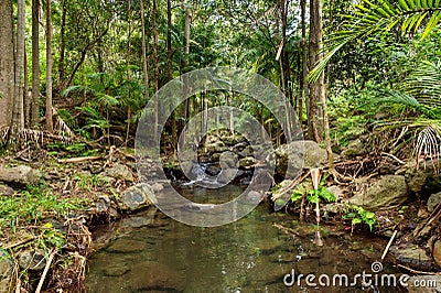 Rainforest Creek Stock Photo