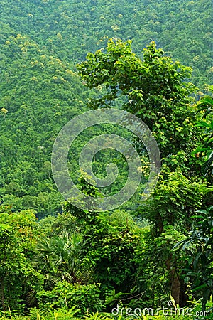 RainForest at Khaoyai National Park Stock Photo