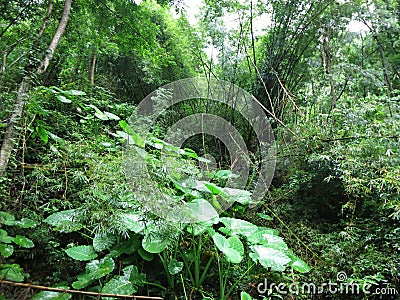 Rainforest with lush vegetation. Tropical jungle without human intervention.. Woderful Indonesia. Stock Photo