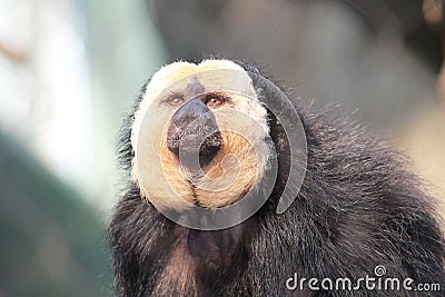 Rainforest monkey Stock Photo