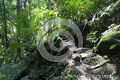 Rainforest Mossman Gorge Stock Photo