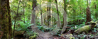 Rainforest Panorama Stock Photo