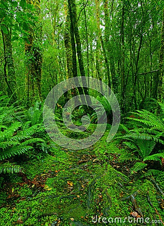 Rainforest path Stock Photo