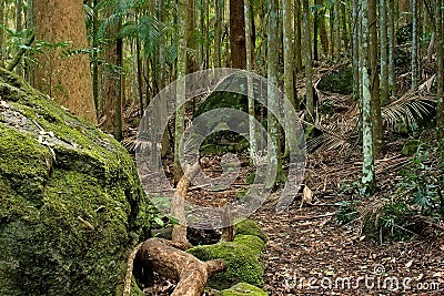 Rainforest Path Stock Photo
