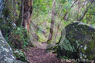 Rainforest path. Hiking in tropical rain forest Stock Photo