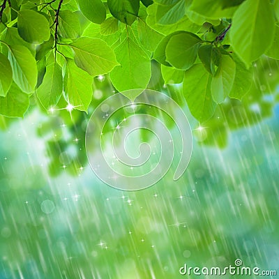 Rainforest Stock Photo