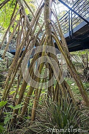 Rainforest roots in Bicentennial Conservatory, Adelaide Botanic Garden Stock Photo