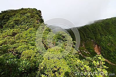 Rainforest of Saint Kitts Stock Photo