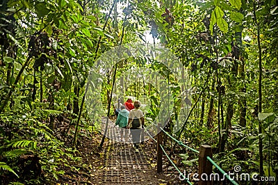 Rainforest trail Editorial Stock Photo