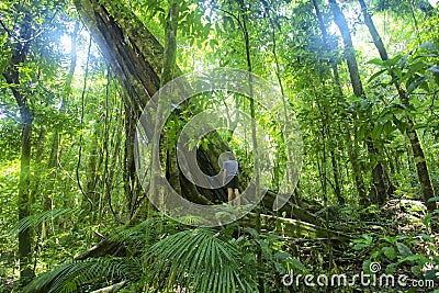 Rainforest tree Mossman Gorge Stock Photo