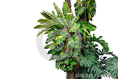 Rainforest tree trunk with tropical foliage plants, Monstera, go Stock Photo