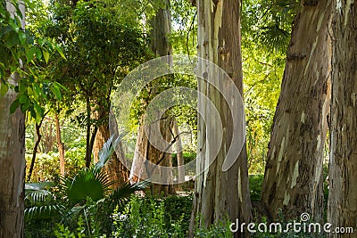 Rainforest tree trunks Stock Photo