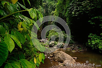 Rainforest and Tropical jungle on the idyllic island of Bali, Indonesia. Stock Photo
