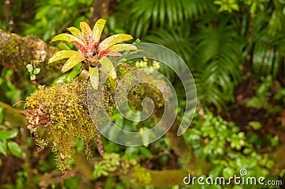 Rainforest vegetation Stock Photo