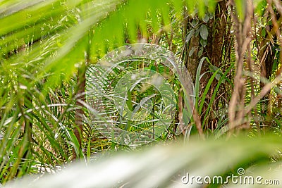 Rainforest vegetation, palm leafs, in Port Douglas area, Queensland, Australia Stock Photo