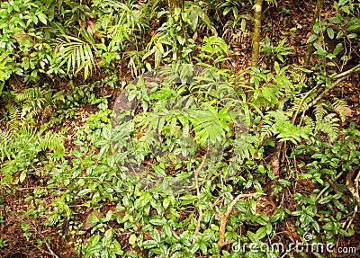 Rainforest vegetation Stock Photo