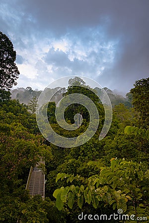 Rainforest wiew from the Canopy Walk Tower In Sepilok, Borneo Stock Photo