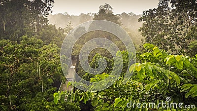 Rainforest wiew from the Canopy Walk Tower In Sepilok, Borneo Stock Photo