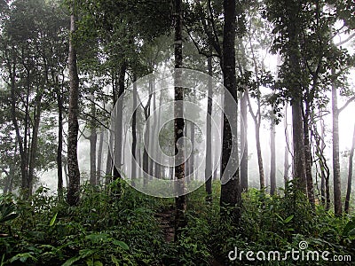 Rainforests Stock Photo