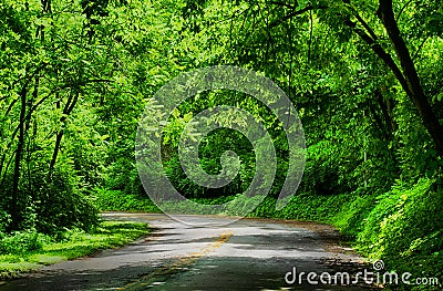 Rainforests are forests characterized by high rainfall Stock Photo
