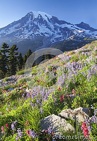 Mount Rainier Wildflowers Stock Photo