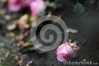 A sad Rose in the ground Stock Photo