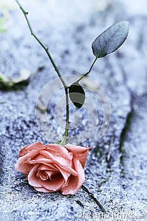 A sad Rose in the ground Stock Photo