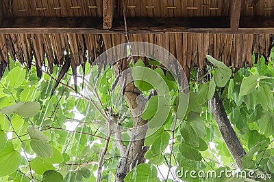 Raining is dropping on the roof it`s made from dry cogon grass Stock Photo