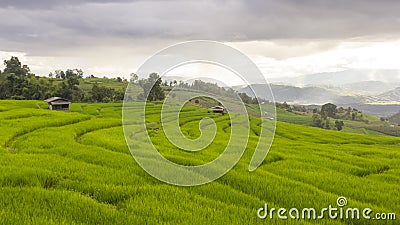 Raining on green rice terrace field and cloudy sky. Stock Photo