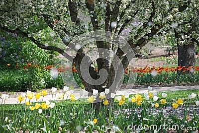 Raining petals of blooming trees in the spring at Lilacia Park in Lombard, Illinois. Stock Photo