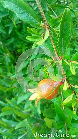 After raining planet lokking fresh Stock Photo