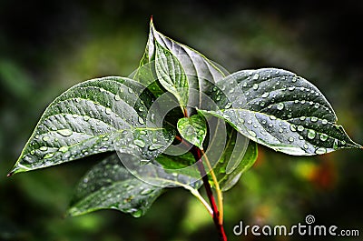 Leaves and Plants in Rainstorm Stock Photo