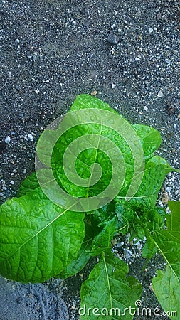 rainwater on green plants, on sandy soil Stock Photo