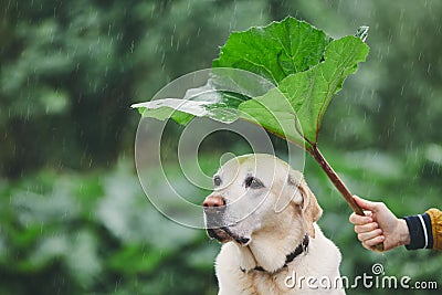 Rainy day with dog in nature Stock Photo