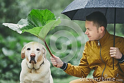 Rainy day with dog in nature Stock Photo