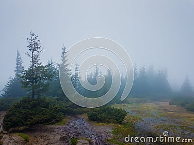 Rainy day in the mountains. Gloomy landscape with muddy meadow and mist over fir forest Stock Photo