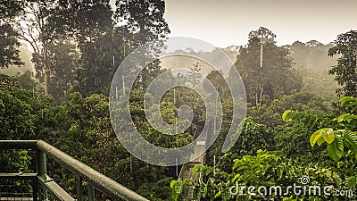 Rainy day in rainforest, wiew from the Canopy Walk Tower In Sepilok, Borneo Stock Photo