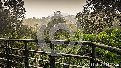 Rainy day in rainforest, wiew from the Canopy Walk Tower In Sepilok, Borneo Stock Photo