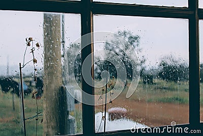 Rainy Day window flower cloudy indoor Stock Photo