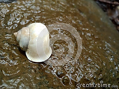 Rainy season snail ( conch ) in India Stock Photo