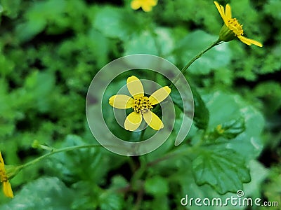 Rainy season Yellow flowers captured by oppo Reno 10 X zoom pro mode Stock Photo