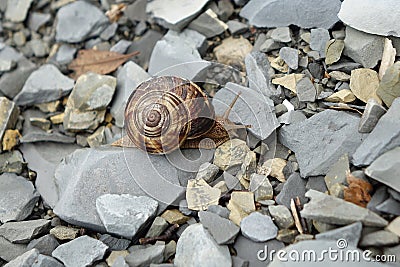 Little snail crawling over stones Stock Photo