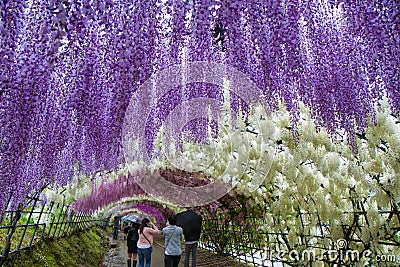 Rainy Wisteria Tunnel of Kawachi Editorial Stock Photo