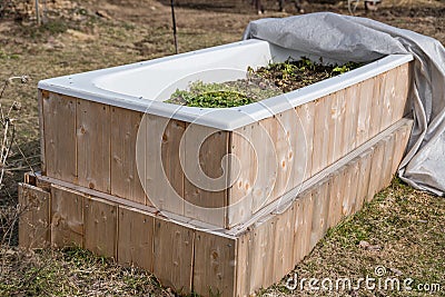 Raised bed in bathtub - upcycling Stock Photo