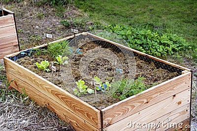 raised bed with freshly planted young vegetables and organic mulch in a permaculture garden Stock Photo