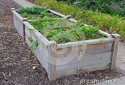 Raised beds Stock Photo