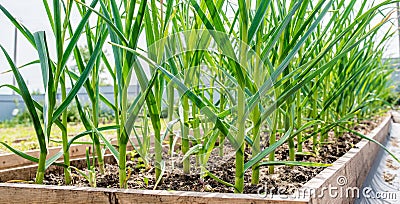 Raised garden bed with green garlic leaves showing from the ground Stock Photo