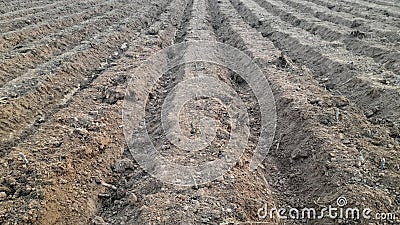 Raised soil plots for planting cassava, preparing soil for agriculture Stock Photo